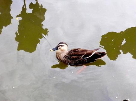 ハスの葉が残る池をスイスイ泳ぐカルガモ ハスの葉が残る池をスイスイ泳ぐカルガモ カルガモ,鳥,野鳥の写真素材