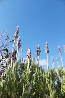 Photo, lavender, purple, fragrance, 