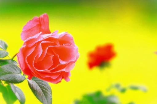 開花した美しいピンクの秋薔薇 開花した美しいピンクの秋薔薇 植物,花,薔薇の写真素材