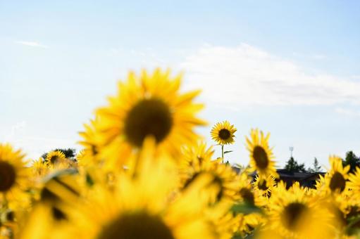 Summer sunflowers in full bloom: vibrant yellow, JPG