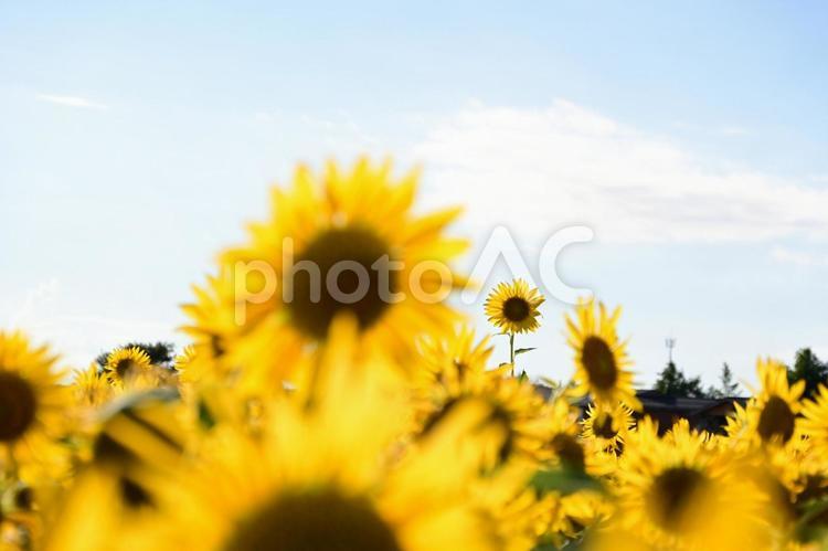 ひまわりが咲き誇る夏：生命力あふれる黄色 ひまわり,夏,ひまわり畑の写真素材