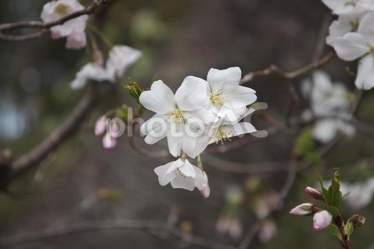 咲いたソメイヨシノ 春,美しい,植物の写真素材