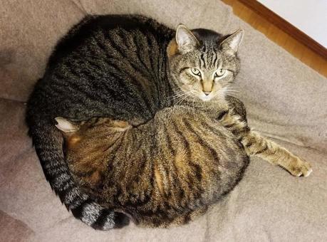 キジトラ猫きょうだい キジトラ猫きょうだいの写真