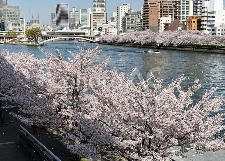 淀川沿いの桜 桜,淀川,船の写真素材