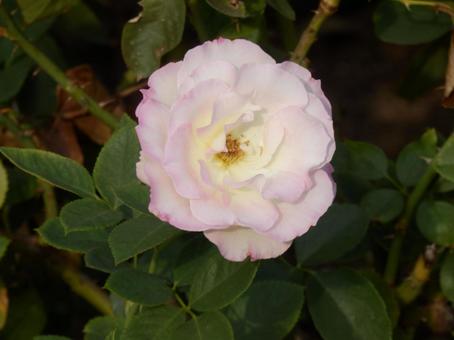 【薔薇の写真】バラの花 バラ,薔薇,植物の写真素材