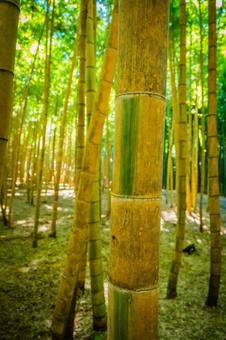 栃木県　竹林 栃木,栃木県,宇都宮市の写真素材