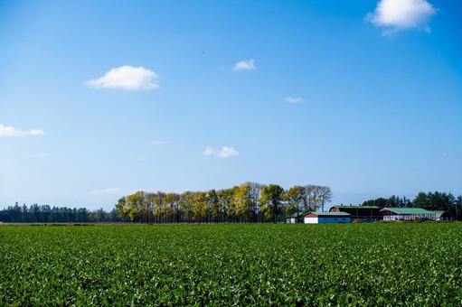青空の下、緑の畑と色づき始めた牧場 牧場,紅葉,黄葉の写真素材