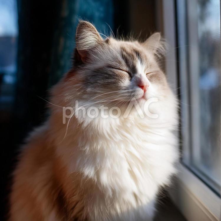 窓の側で眠る白くてもふもふの猫 猫,動物,動物のポートレートの写真素材