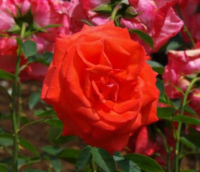 バラ スーパー・スター バラ,スーパー,スターの写真素材