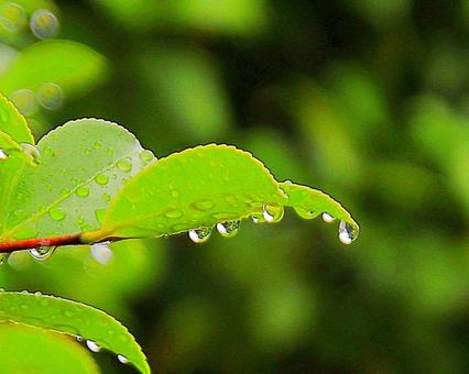Leaves wet with rain, landscape, a flower, leaf, JPG