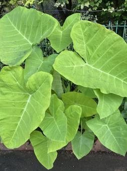 クワズイモ 観葉植物,サトイモ科,アロカシアの写真素材