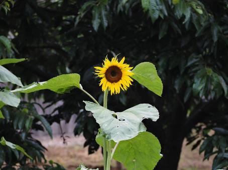 ヒマワリの花 ヒマワリの花の写真