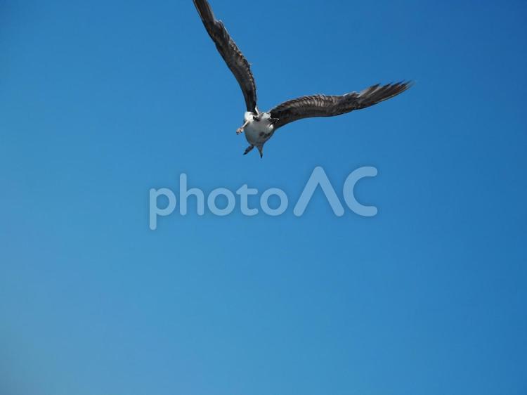 かもめ かもめ,カモメ,空の写真素材