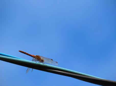 電線に止まる赤とんぼ 電線に止まる赤とんぼ トンボ,とんぼ,赤とんぼの写真素材