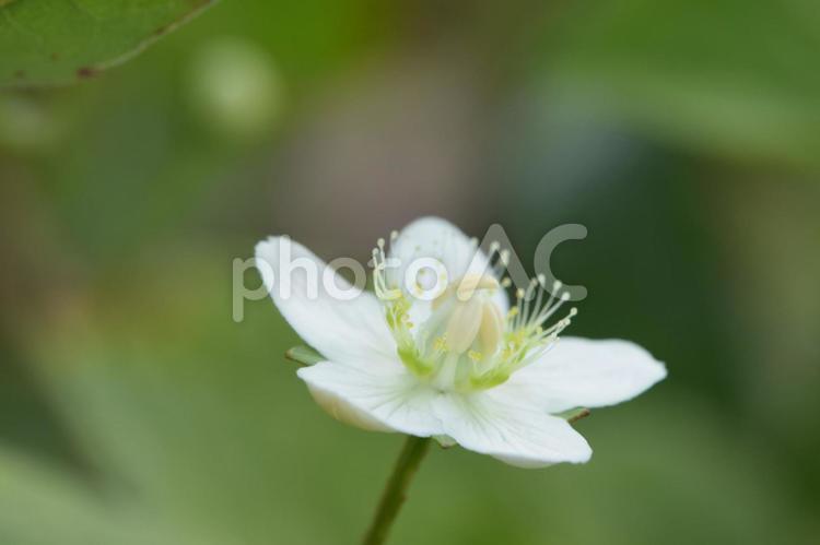 ウメバチソウの白い花　霧ヶ峰高原　2 草,緑色,野草の写真素材