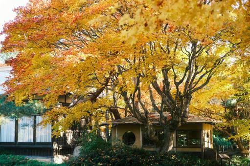 紅葉 紅葉の写真