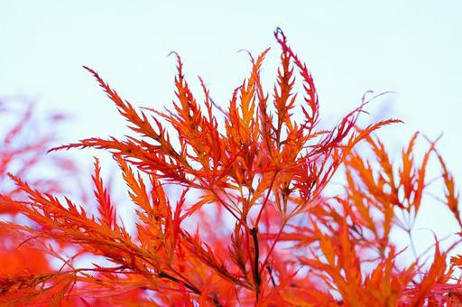 紅葉 紅葉の写真