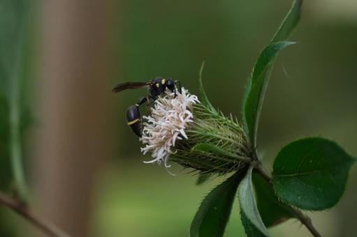 オケラの花に止まるトックリバチ オケラの花に止まるトックリバチ トックリバチ,ドロバチ,ハチの写真素材