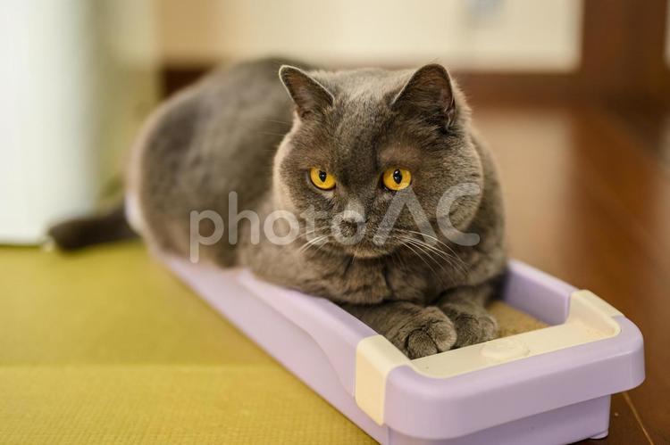 香箱座りをするブリティッシュショートヘア ブリティッシュショートヘア,猫,香箱座りの写真素材