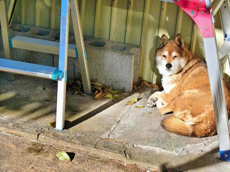 柴犬05：脚立の下にいる柴犬 柴犬,日本犬,犬の写真素材