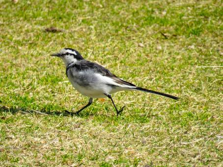 地面をトコトコ歩くハクセキレイ 地面をトコトコ歩くハクセキレイの写真