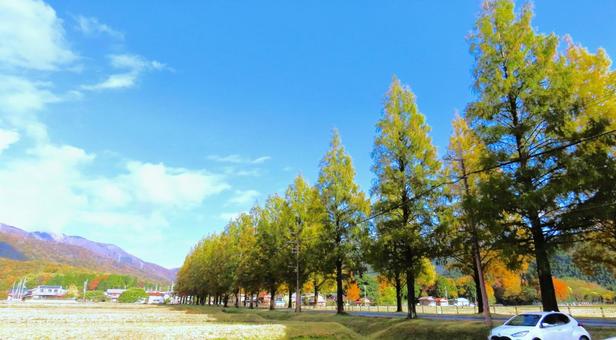 秋採のメタセコイヤ並木風景 メタセコイヤ並木,樹木,紅葉の写真素材