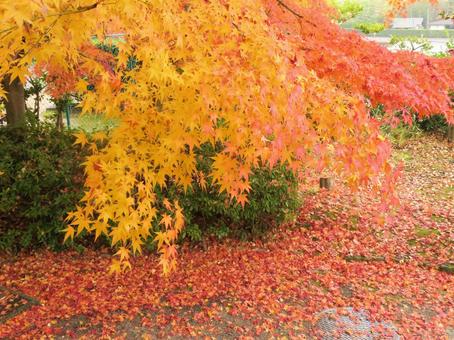 紅葉 紅葉の写真