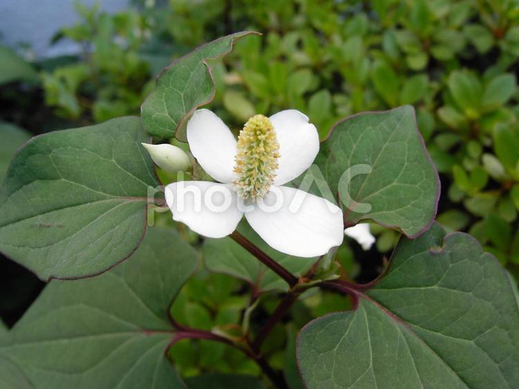 実用的な雑草 ドクダミ,白,花の写真素材