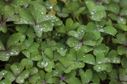 雨に濡れるオキザリスの葉っぱたち 雨に濡れるオキザリスの葉っぱたち オキザリス,葉っぱ,葉の写真素材