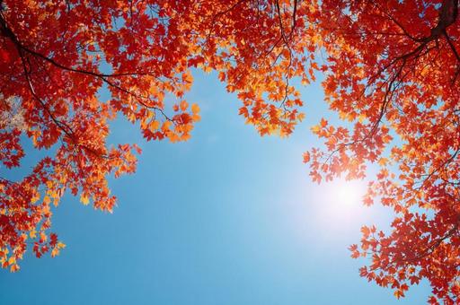 紅葉したもみじと空 紅葉したもみじと空の写真