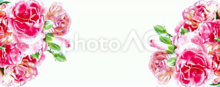 白背景にピンクのカーネーション花束素材 花,ピンク,カーネーションの写真素材