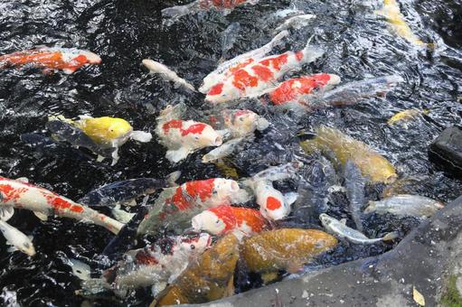 錦鯉 鯉,錦鯉,魚の写真素材