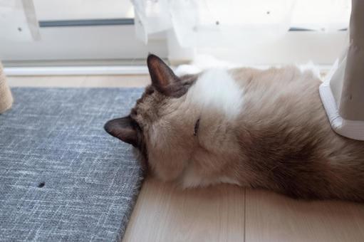 Photo, cat, rear view, a window, 