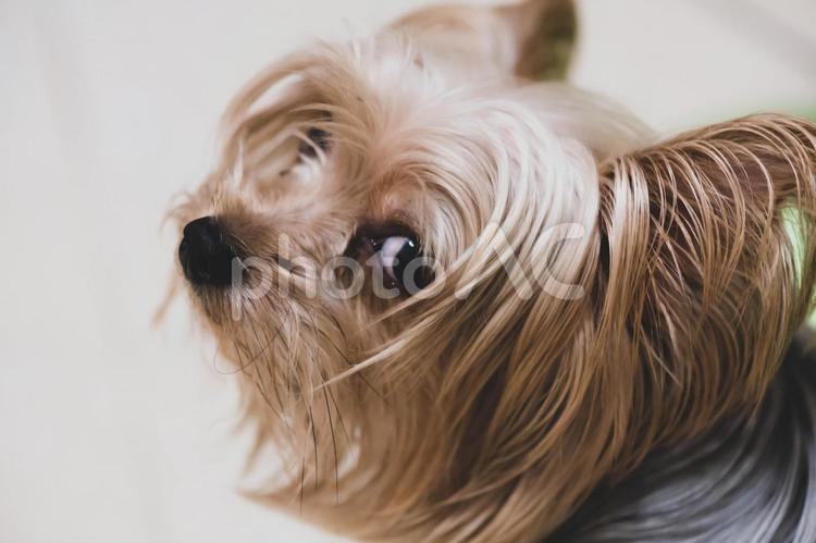 見つめるヨークシャテリア2 ヨークシャ,ドッグ,犬の写真素材