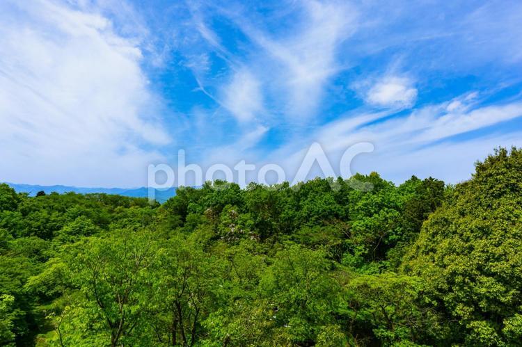新緑の森と青空 新緑,里山,樹木の写真素材