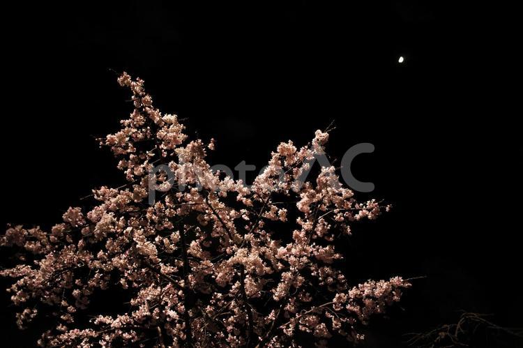 夜桜と月　２ 夜桜,夜,桜の写真素材