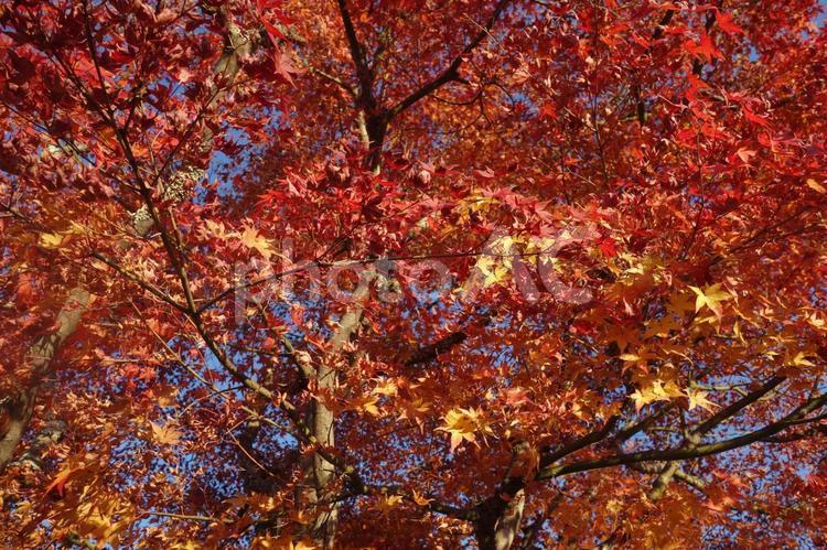 秋の軽井沢の紅葉 紅葉,軽井沢,背景の写真素材