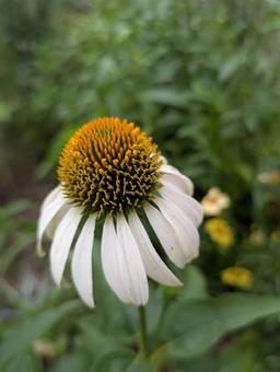 エキナセアの花 12 エキナセアの花 12の写真