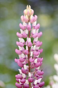 紫と白のオステオスペルマムの写真