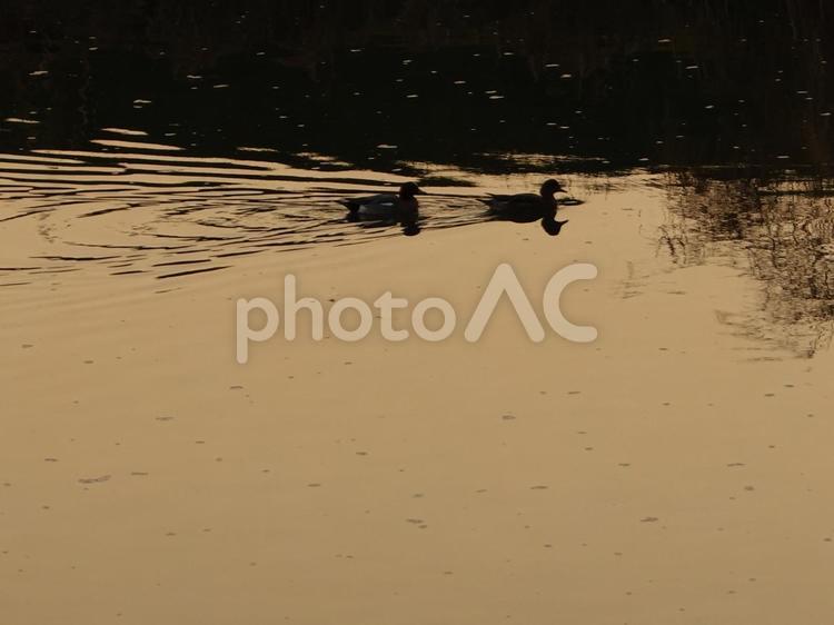 厳寒に生きるカルガモ・夕日を浴びて泳ぐ 鳥,水鳥,カルガモの写真素材