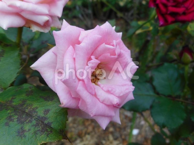 日本生まれのピンクの薔薇、キャンディピンク 薔薇,キャンディピンク,植物の写真素材