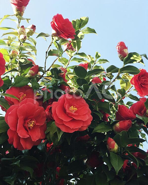 真っ赤な椿を見上げる 椿,植物,冬の花の写真素材