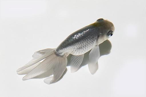 金魚 金魚,水,水面の写真素材