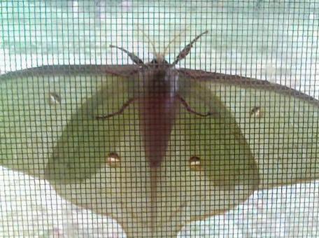 Actias Aliena 停在紗門外 Actias Aliena 停在紗門外