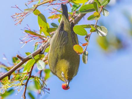 枝にとまるメジロ 枝にとまるメジロの写真