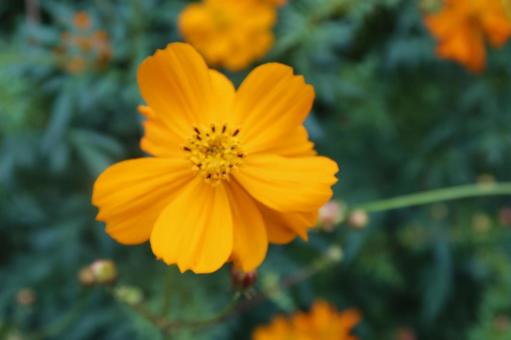 コスモス　オレンジの写真