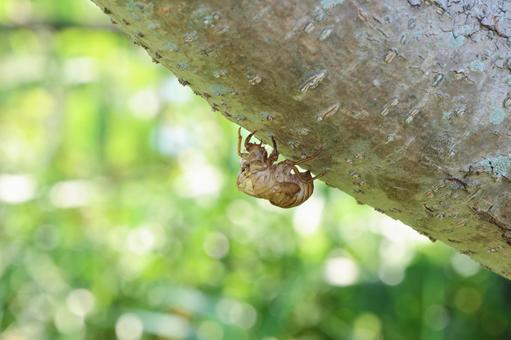 Cicada shell on a tree, cicadian shell, semi, scrap, JPG