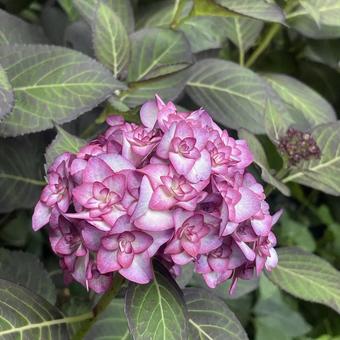 紫陽花 紫陽花 紫陽花,あじさい,雨の写真素材