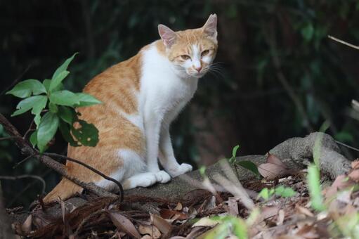 藪の中にこちらを見るニケ猫のいる風景 藪,中,こちらの写真素材