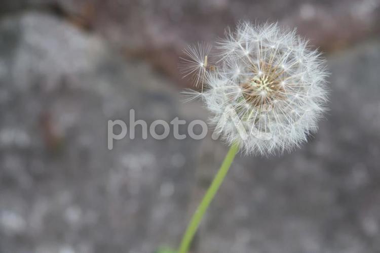 たんぽぽの綿毛 No 写真素材なら 写真ac 無料 フリー ダウンロードok